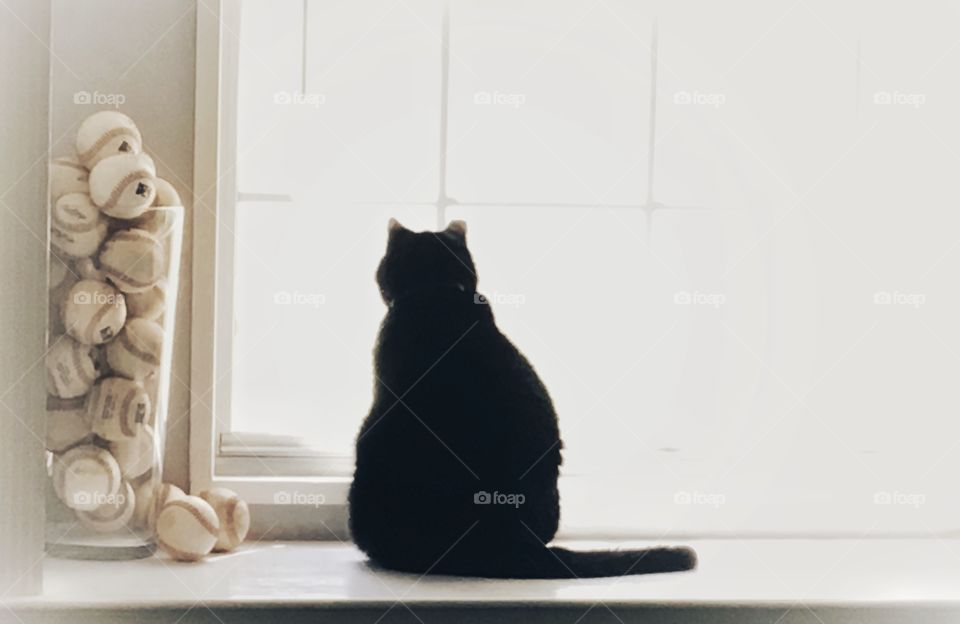House cat in a sunny windowsill. 