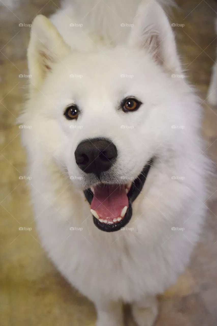 dog