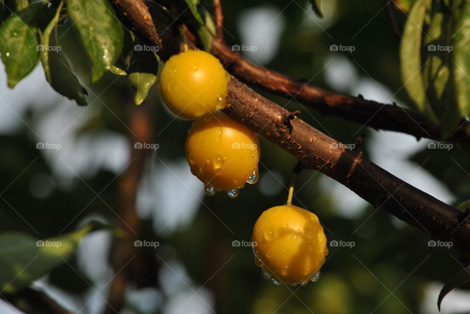 sun color fruit