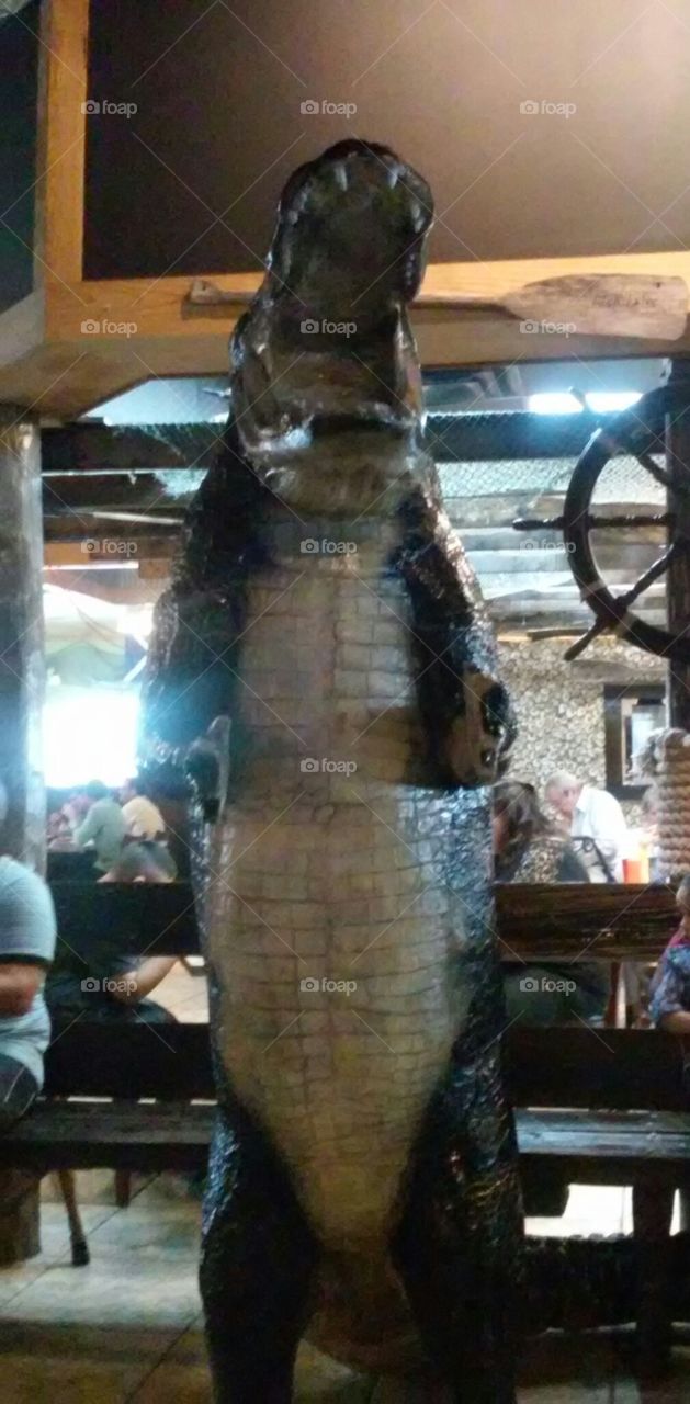 Alligator. Dirty Al's Brownsville,Texas