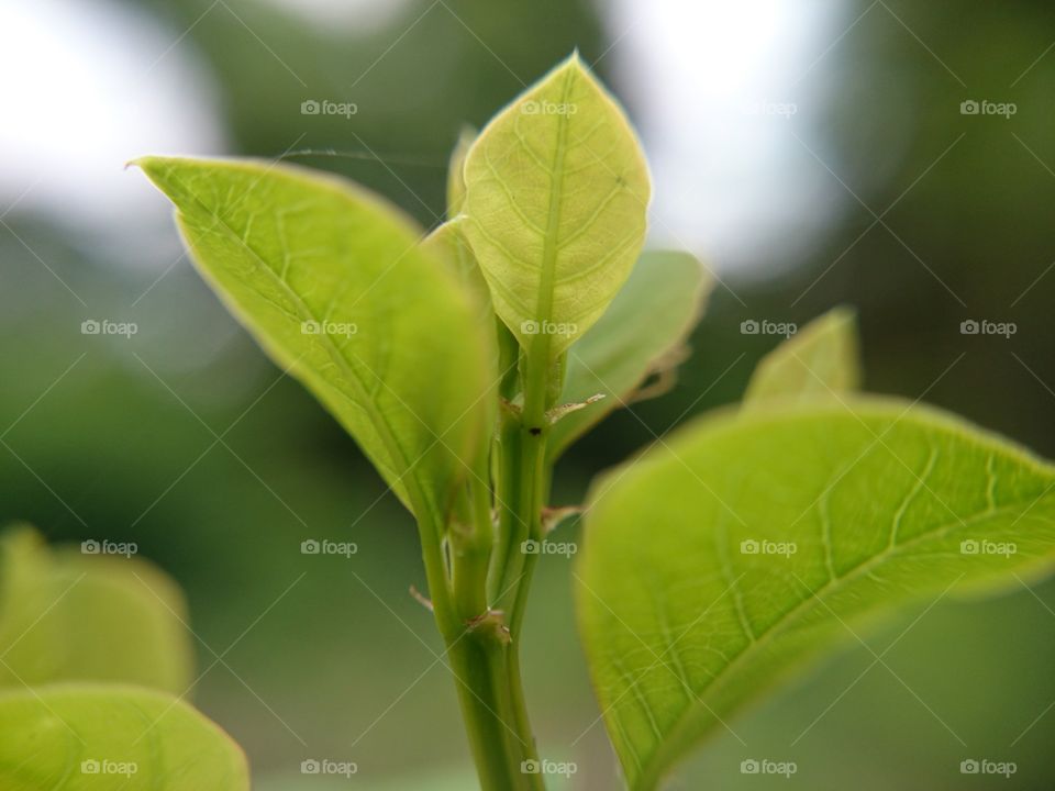 green leaf. green leaf,  treetops, Growing, abstract 