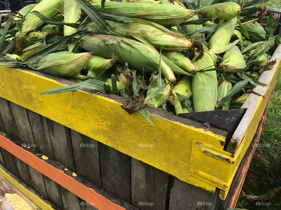 Fresh corn in husk on road side 