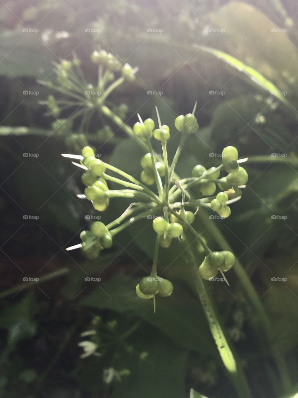 Wild garlic after blooming