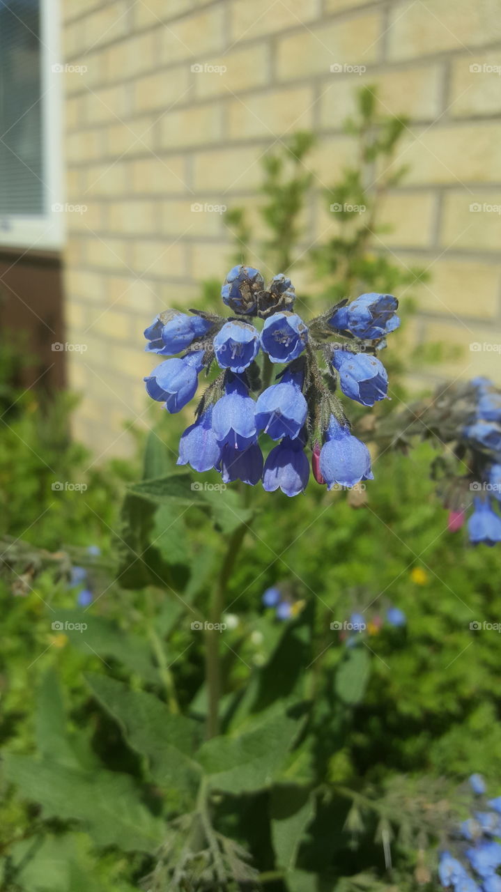 blue flower