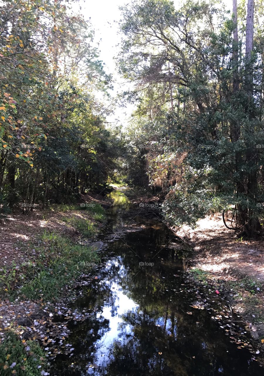 Florida foliage