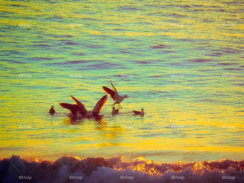 Ocean-birds