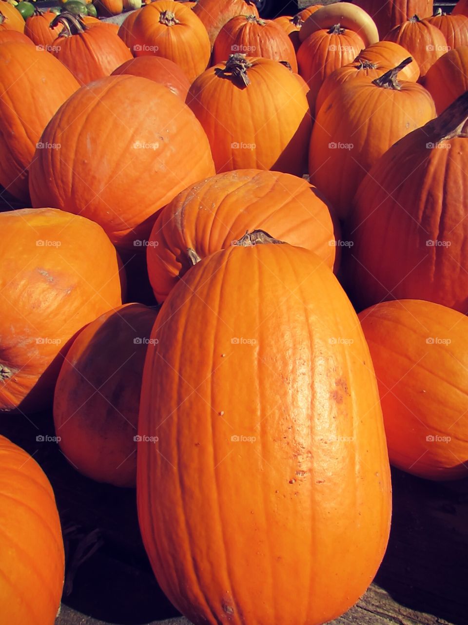 The pumpkin patch. having fun in the pumpkin patch