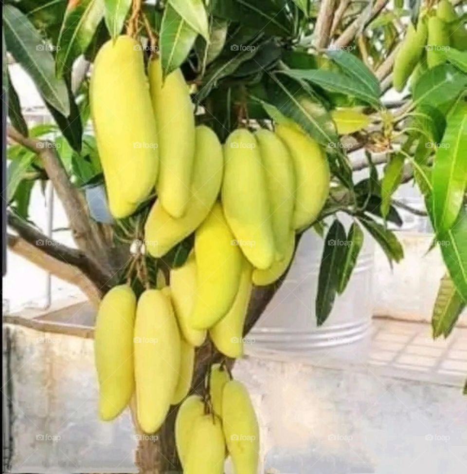 A beautiful and attractive mango tree outside my house.