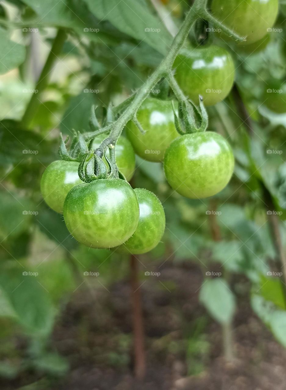 green cherries tomatoes on a branch gardening, love green 💚