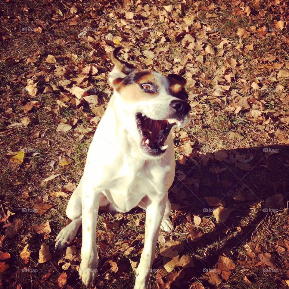 Funny cute smiling dog 