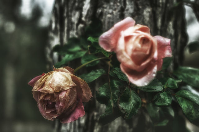 Roses