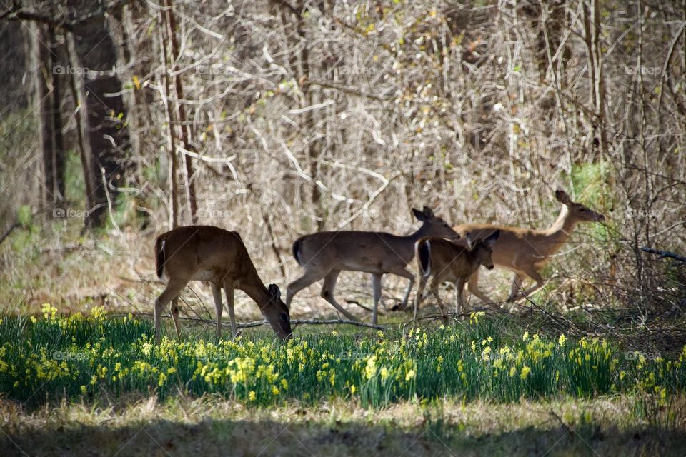 Wild deer run past a patch of spring flowers in a forest clearing. One doe can’t help but stop for a quick nibble before joining the group