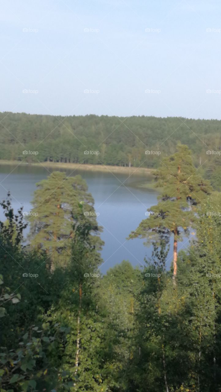 Lake in the forest