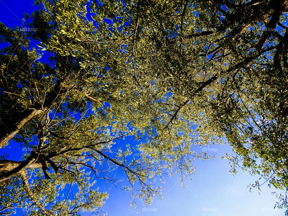 Beautiful tree view. 