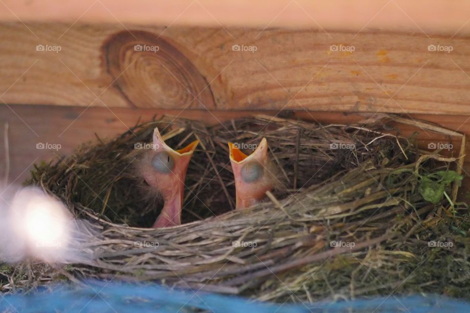 To see little blackbird hatchlings