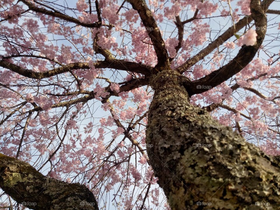 Sakura Tree at Japan