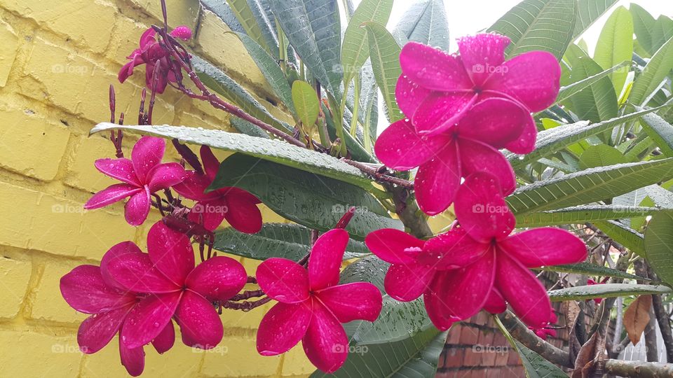 View of flowers