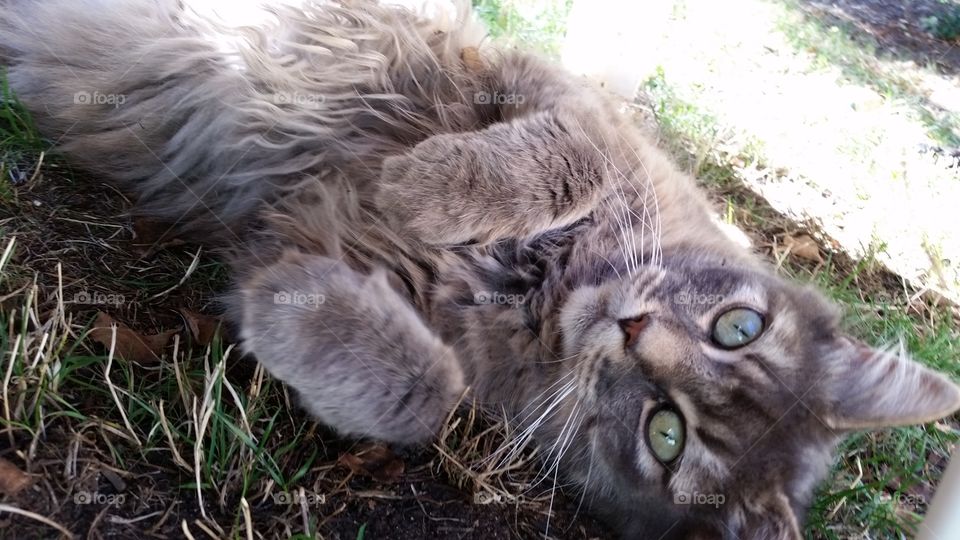 Gray fluffy pet cat laying on green grass with paws up and big green eyes looking forward, unique bond and friend