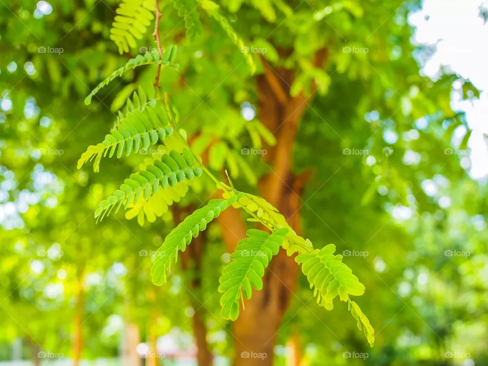 Leaf