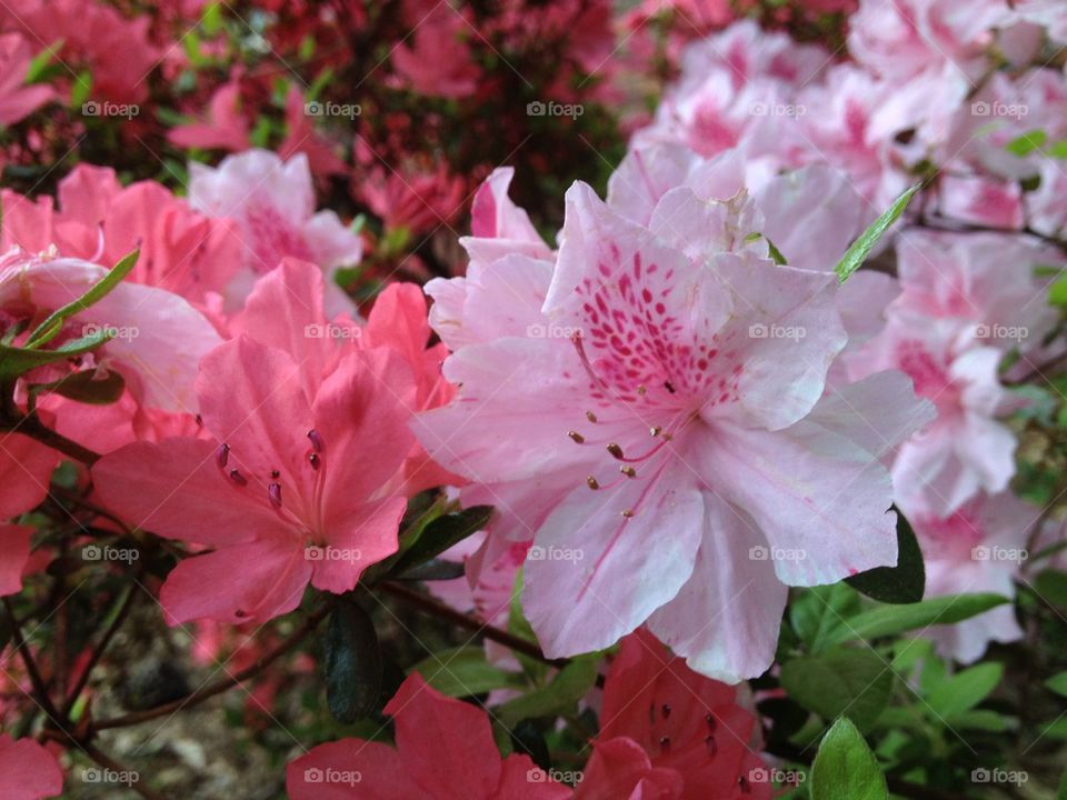 Azalea morning