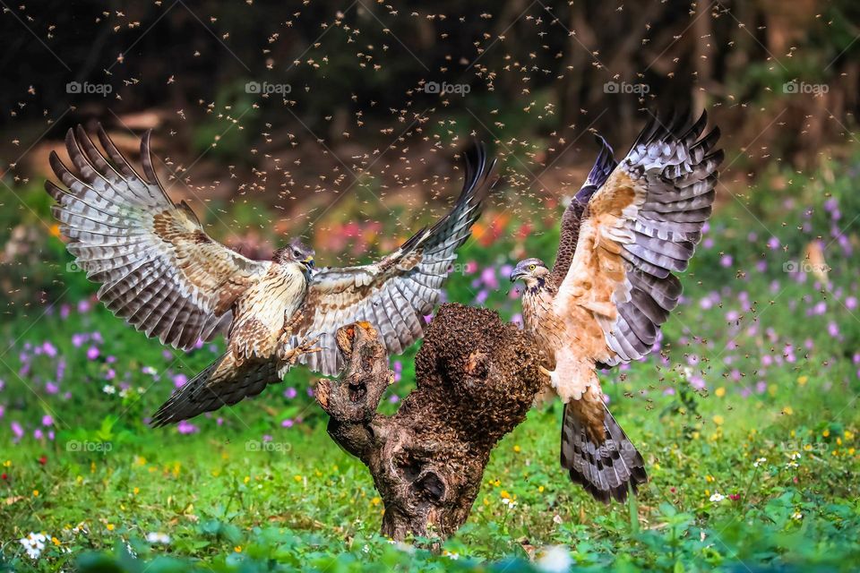 Rare bee and eagle battle