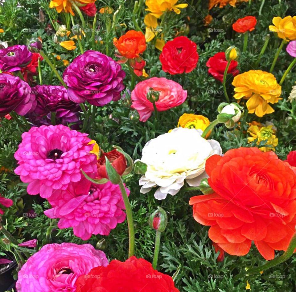 Blooming ranunculus (buttercup) flowers in a variety of colors.