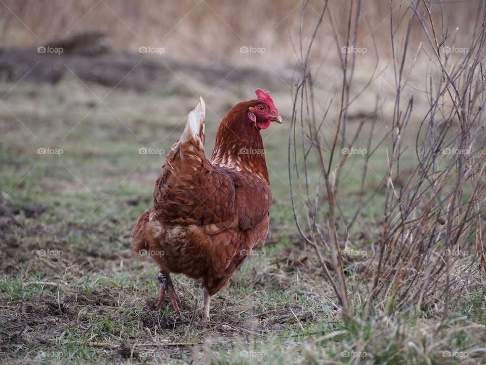 Hen