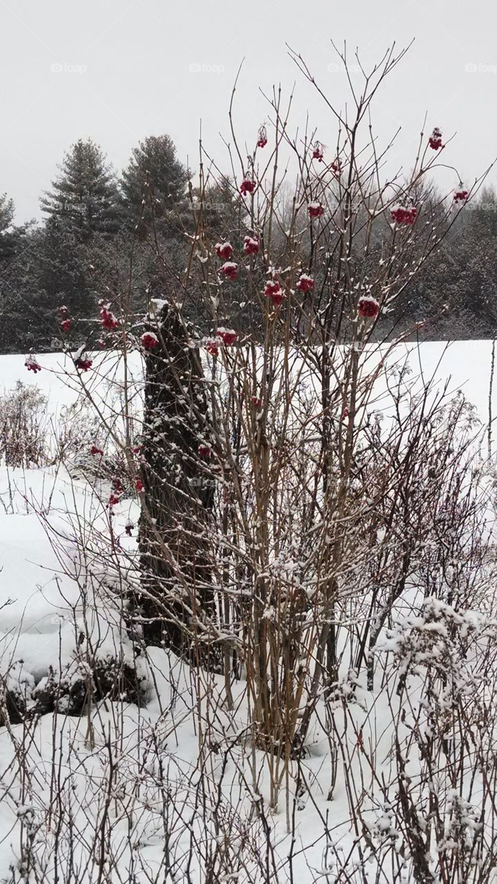 Frozen Berries. winter in Maine 2015