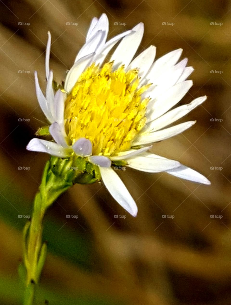 Nature, No Person, Flower, Flora, Summer