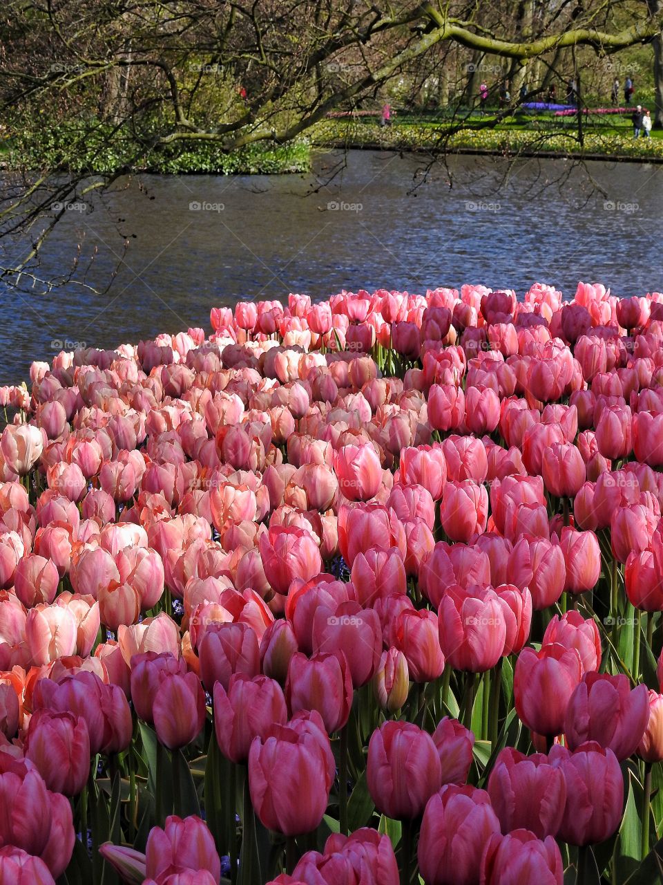 High angle view of tulips flower