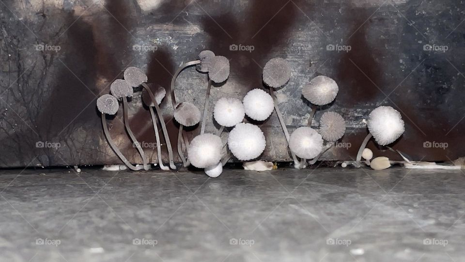 trooping crumble cap - Mushroom