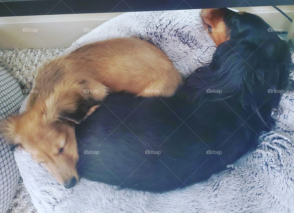 Yin Yang Puppies Snuggle