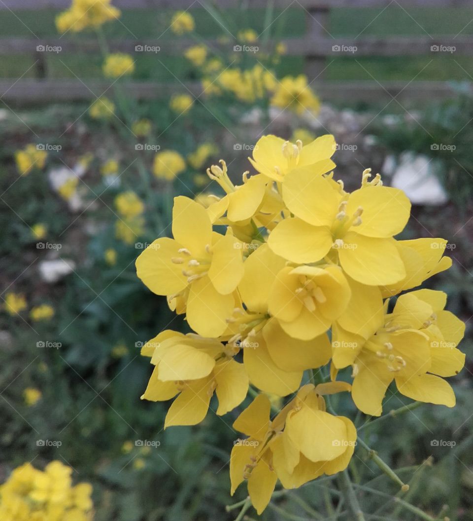 Close-up of yellow wild flower