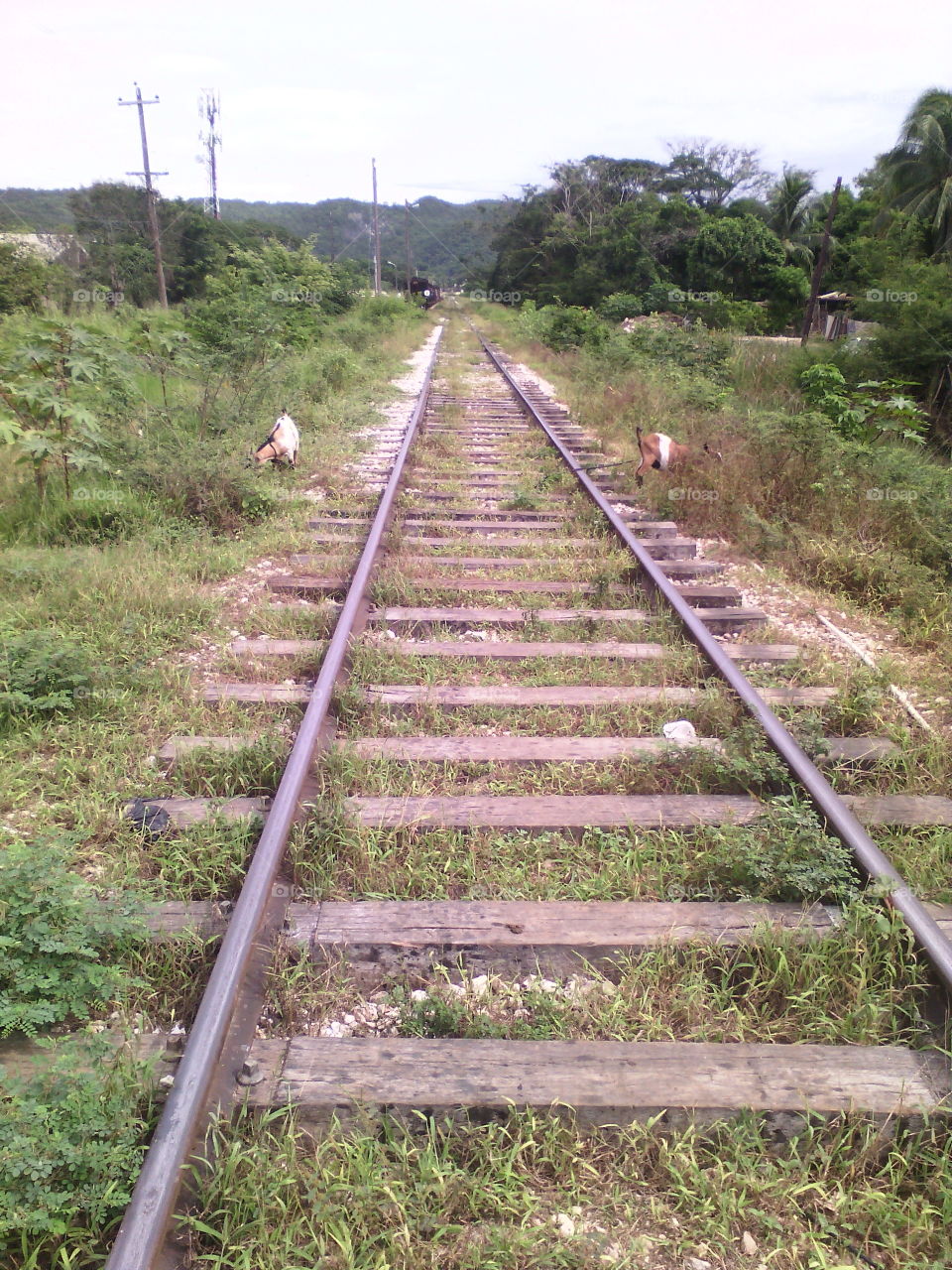 train line