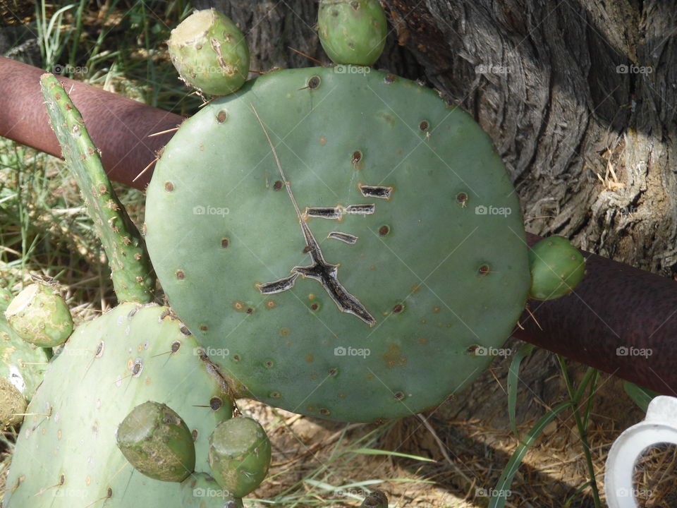 Texas cactus 🌵. This is a picture of a cactus 🌵 growing up in a field near Eliasville Texas. 👣 🚶 🏃 🔥 💨