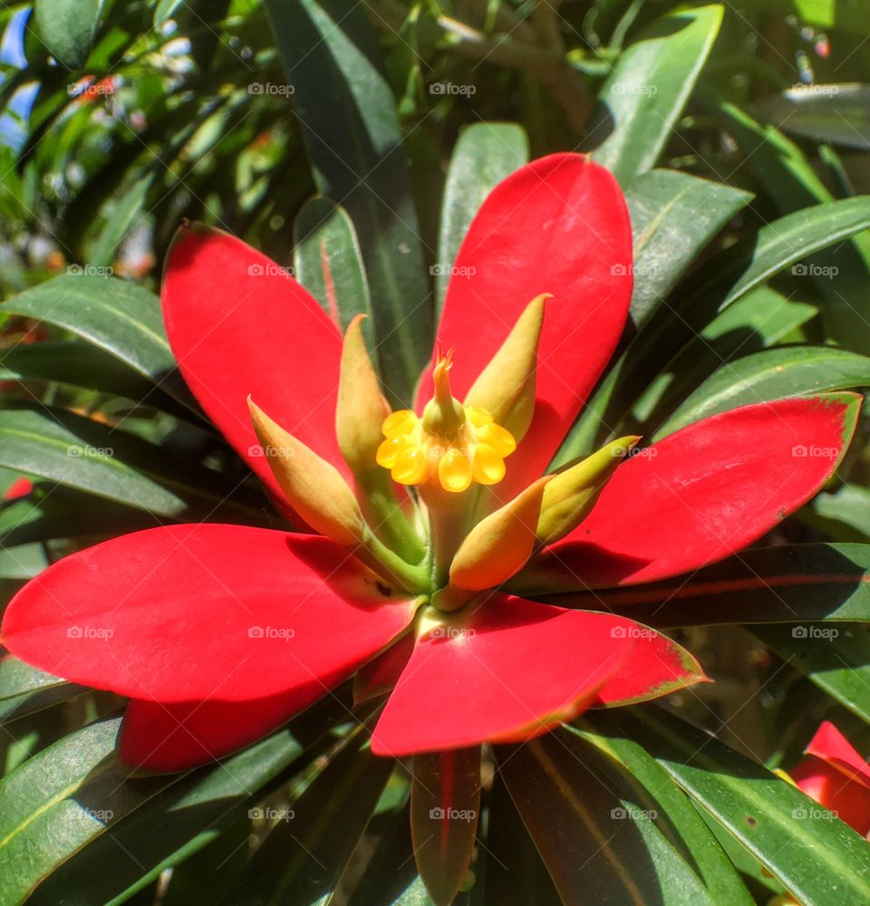 Red yellow flower