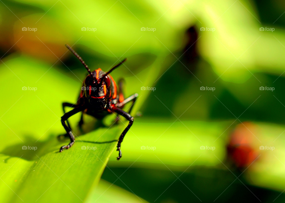 nature grasshopper food chain by lightanddrawing