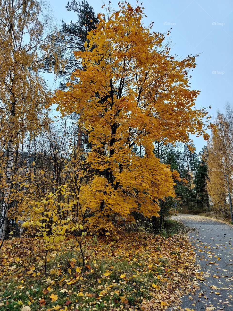 yellow maple