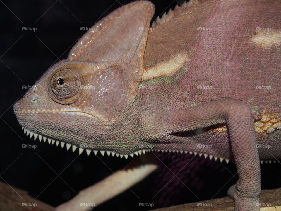 Close-up of chameleon