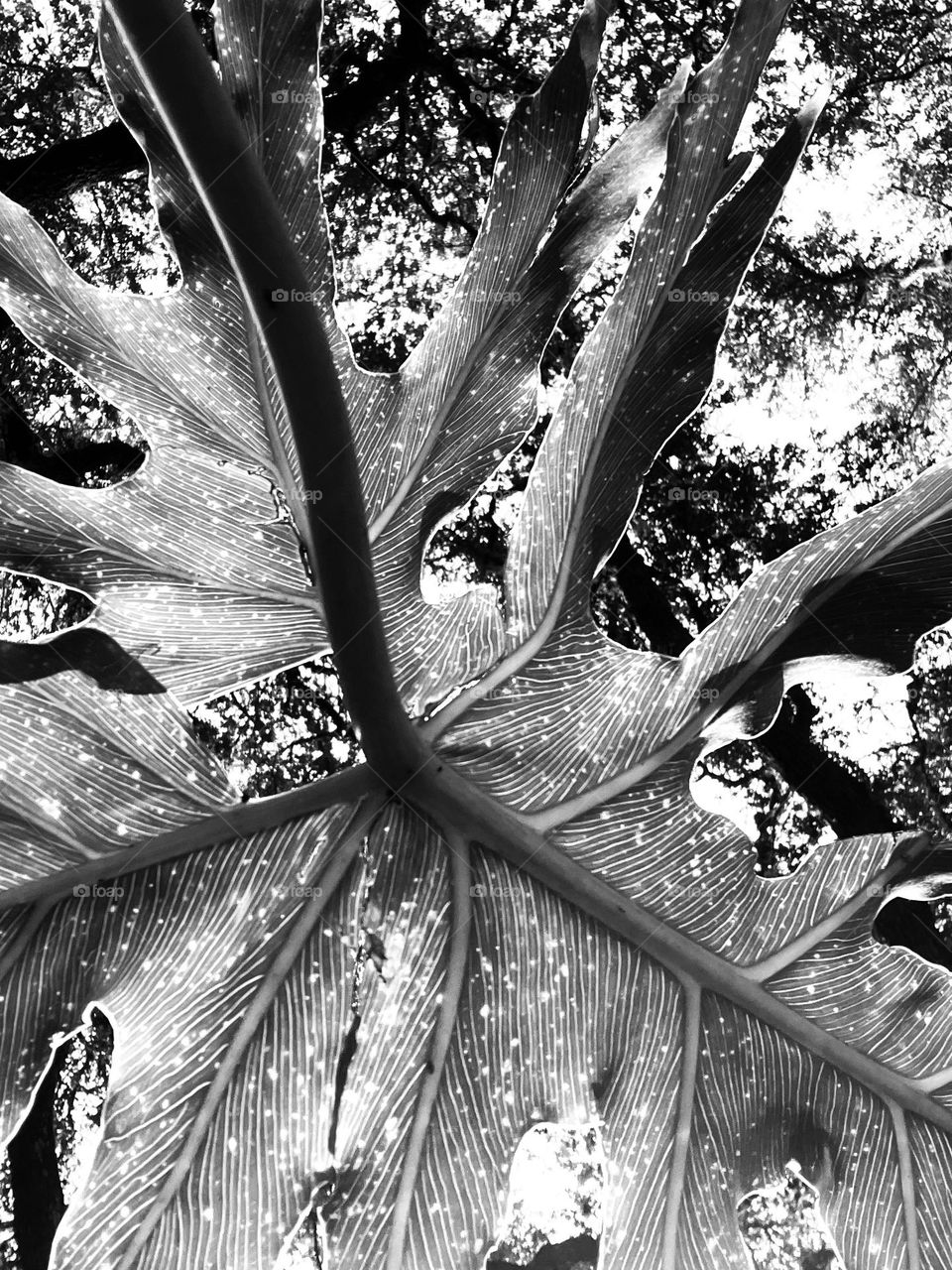 Upshot in black and white of a large leaf with live oaks looking down. 