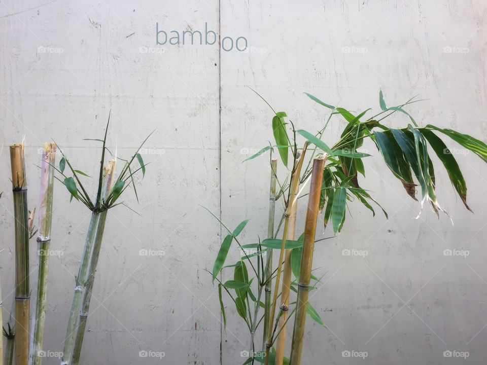 Chopped bamboo shoots in front of a wall with a dislocated sign