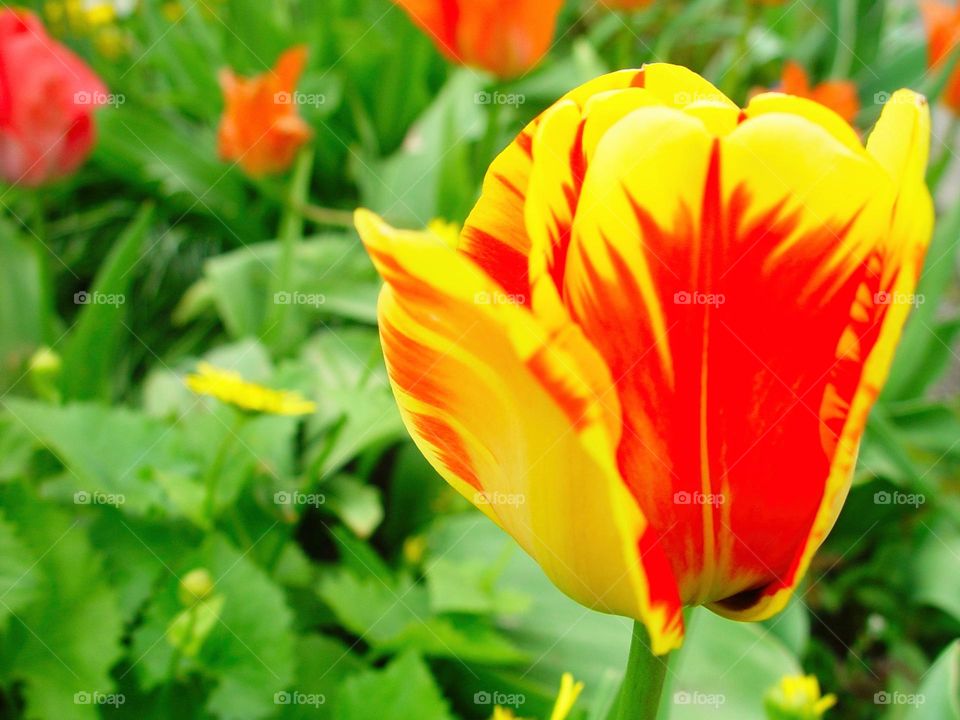tulip