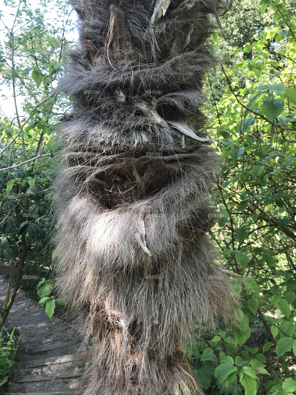 This is actually the trunk of a tropical palm tree, but it depicts more than this to me,it looks very real and humanistic haha.