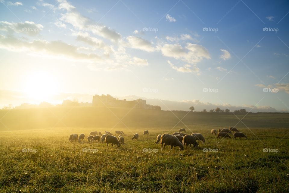 Sheep on the meadow during sunrise.