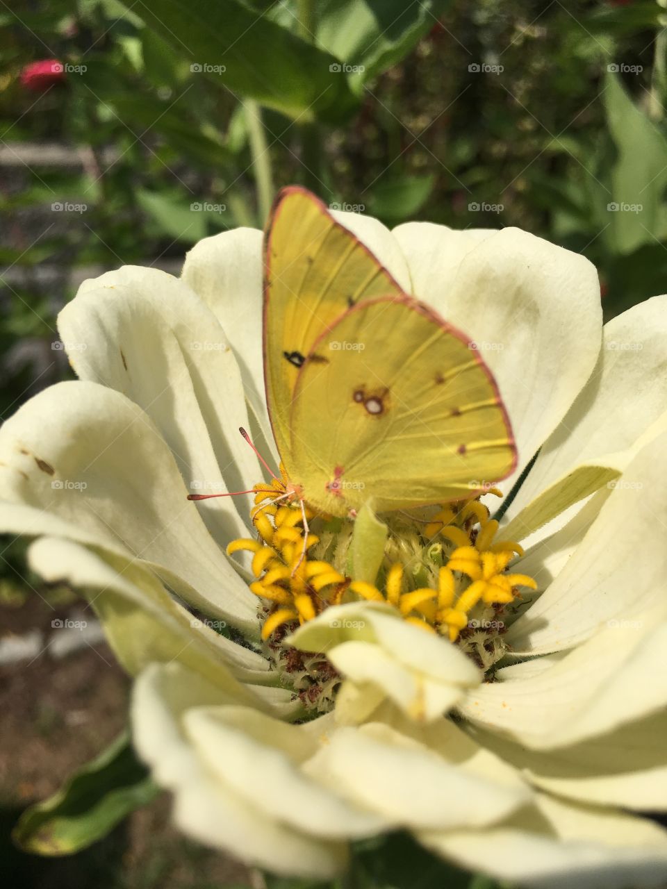 Yellow butterfly on white Zinnia