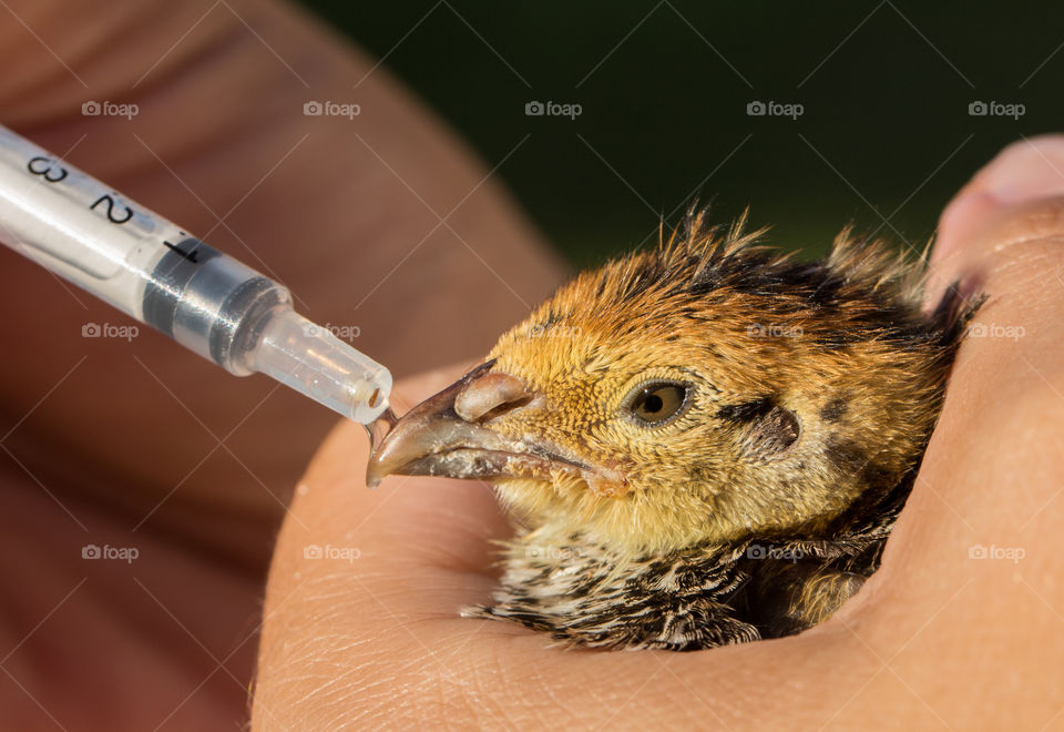 Quail drinking water with syringe