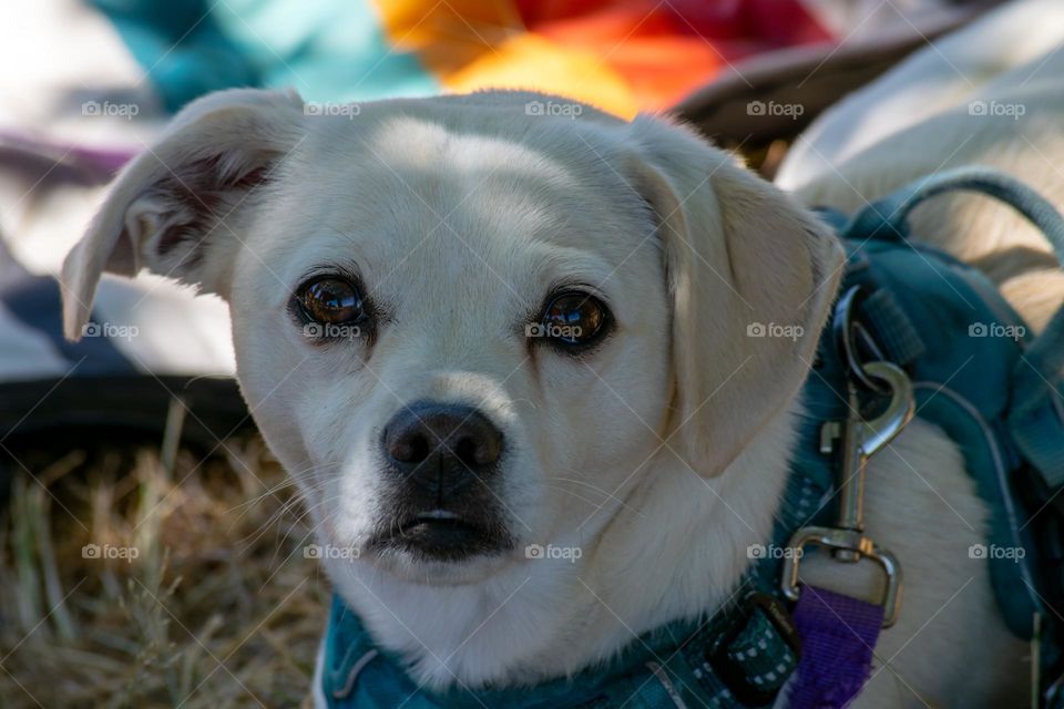 nothing like a sweet puppy face with an underbite and big brown eyes to make you smile