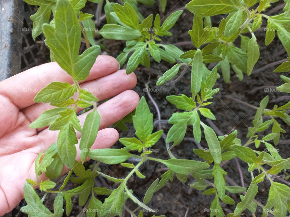 tomato seedlings growing in boxes.