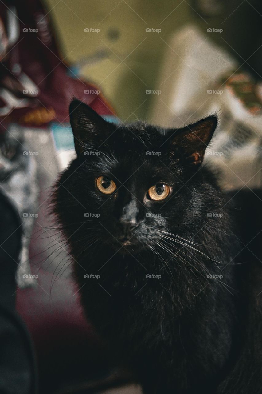 Black cat 