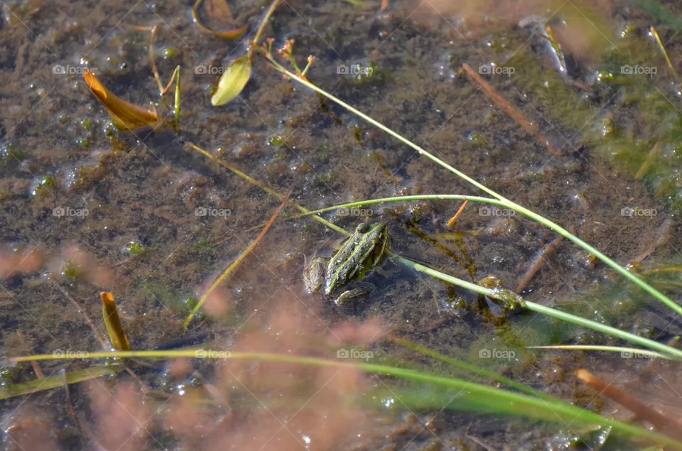 Frog.